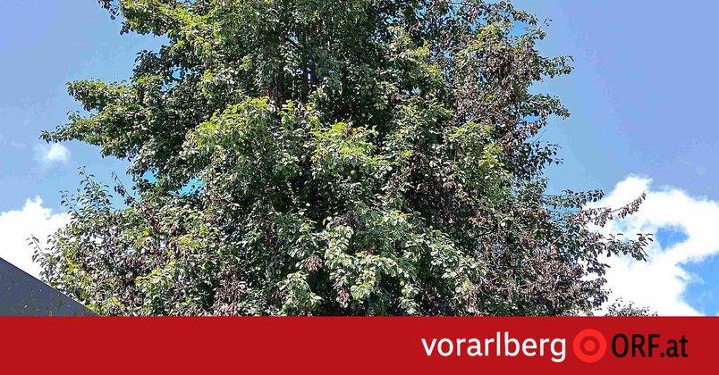 Feuerbrand in Vorarlberg wieder zurück
