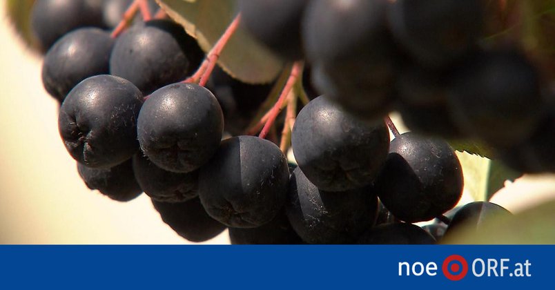 Aronia: Gesund, aber kein Wundermittel
