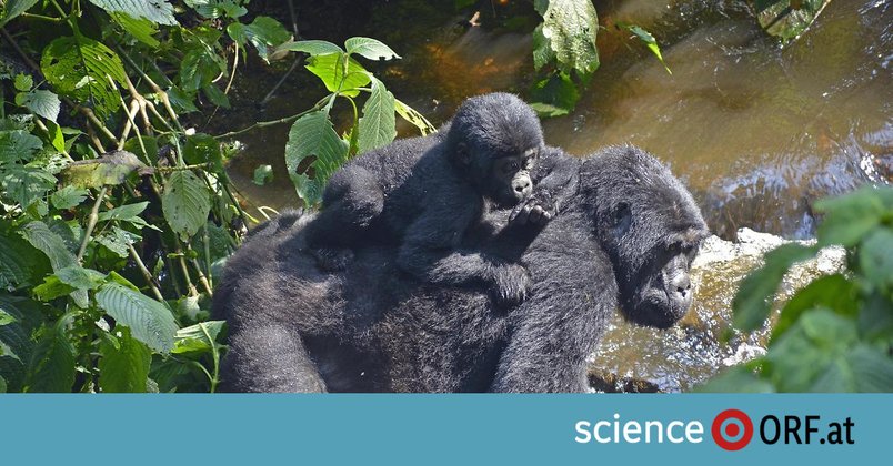 Warum Gorilla-Weibchen lange leben