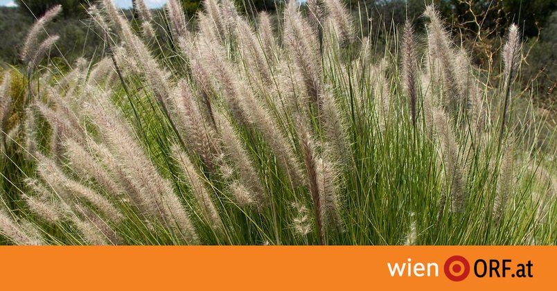 Kein Garten ohne Gräser
