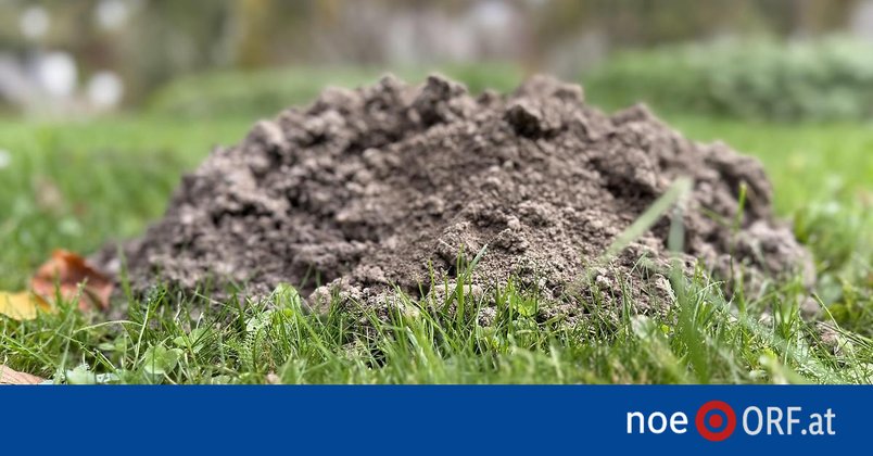 Maulwurf & Wühlmaus: Ärger über die Hügel