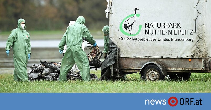 Vogelgrippe: Sorge wegen ungewöhnlich früher Welle