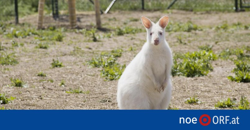 Junges Känguru von Farm verschwunden