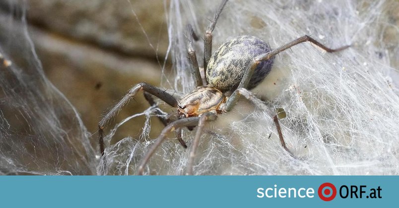Gewaltiges Spinnennetz in Höhle entdeckt