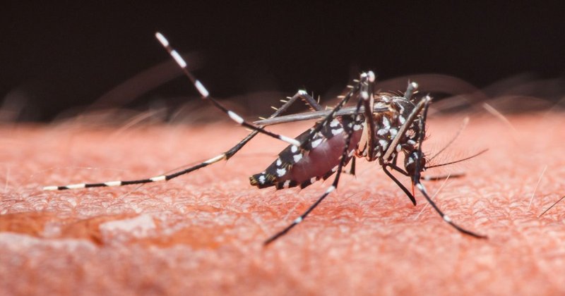 „Virenschleuder“: Tigermücke breitet sich in Europa aus