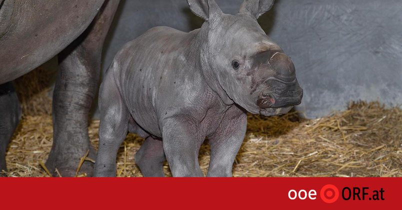 Große Freude über Geburt von Nashornbaby