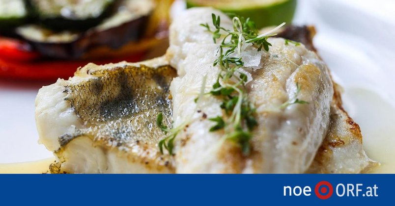 Ein Zander für die Fastenzeit