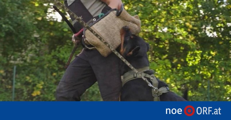 Hunde-Beißtraining doch wieder erlaubt