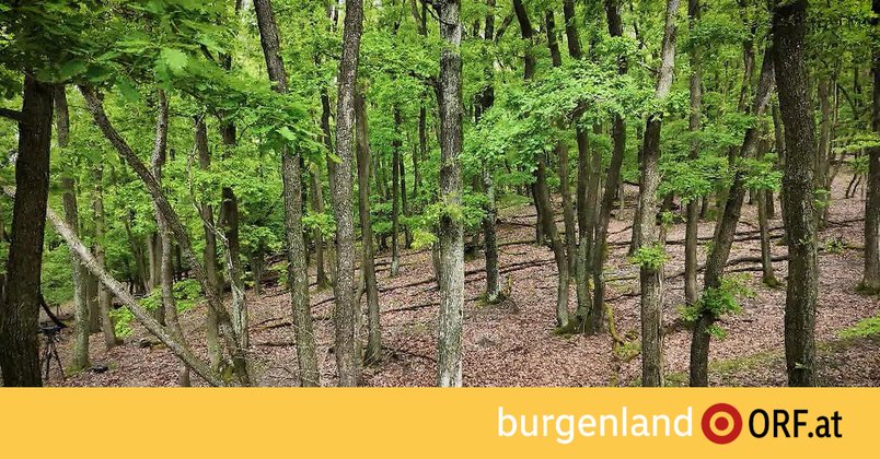 Global 2000: Neue Karte der Naturwälder