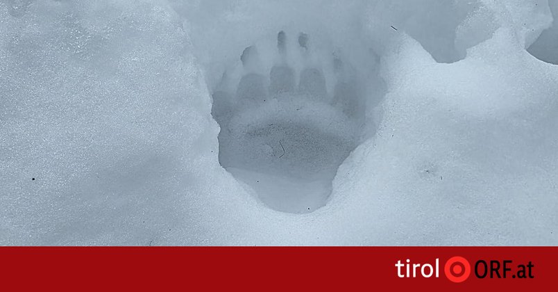 Land will „Vergrämung“ von Bär im Oberland