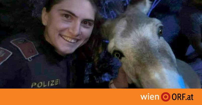 Ausgebüxte Esel auf Westeinfahrt