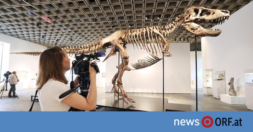 Schätzwert bis zu 30 Mio. Dollar: Auktion von Tyrannosaurus sorgt für Unmut