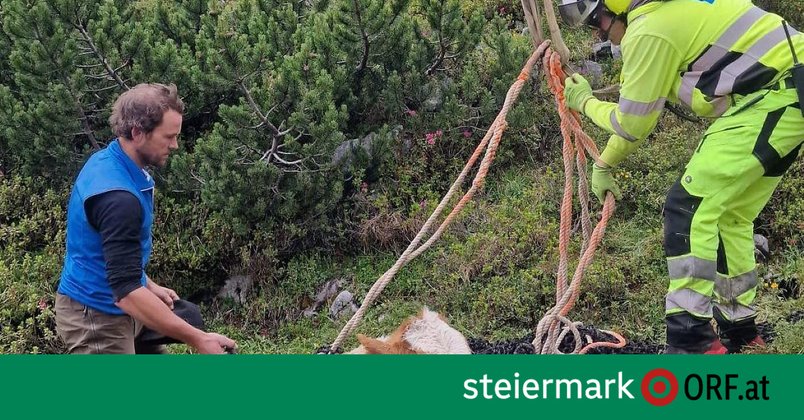 Ochse mit Hubschrauber gerettet