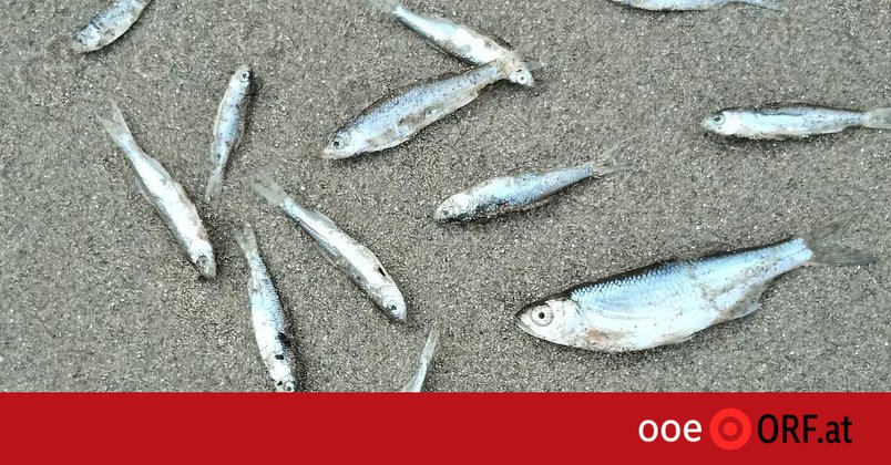 Fischsterben durch Rekord-Niedrigwasser