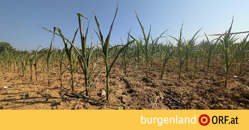 Hitze: Ernteausfälle und bedrohte Fischbestände