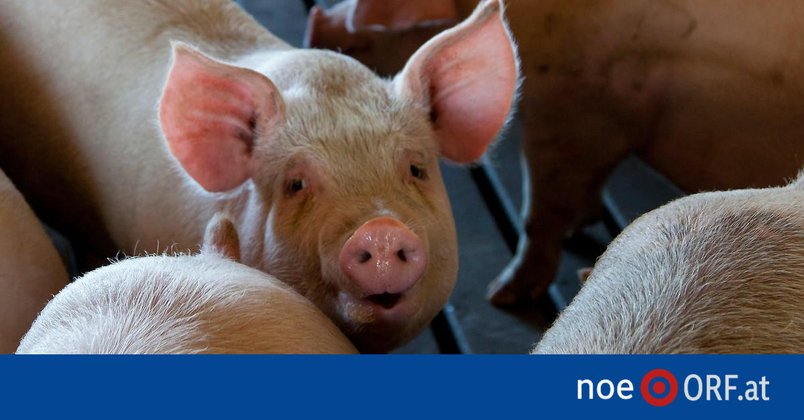 Tote Schweine: Behördenversagen wird bestritten