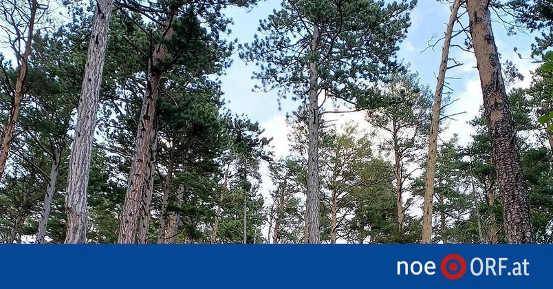 Wiederaufforstung nach Waldbrand erfolgreich