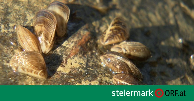 Monitoring der steirischen Seen wird intensiviert