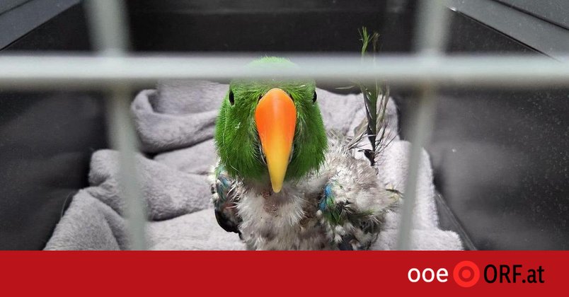 Exotische Papageien in Waldstück gesichtet