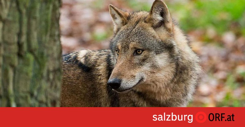 22 tote Nutztiere und fünf nachgewiesene Wölfe